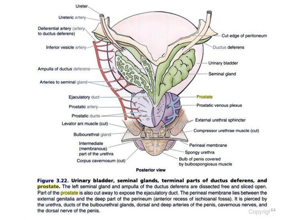 What is the function of the male prostate